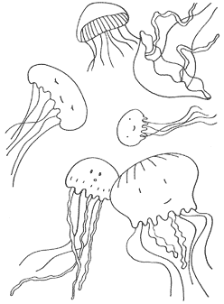 Jellyfish Colouring Jellyfish Colouring