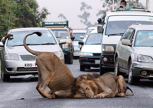 nairobi-1-1597-1396606154.jpg