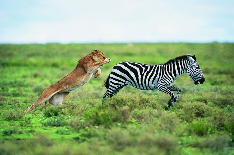 what is the relationship between a predator and prey called