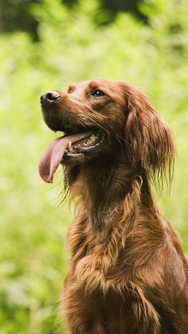 無料印刷可能iphone 壁紙 おしゃれ 犬 最高の花の画像