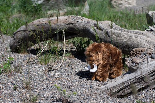 Mammoth