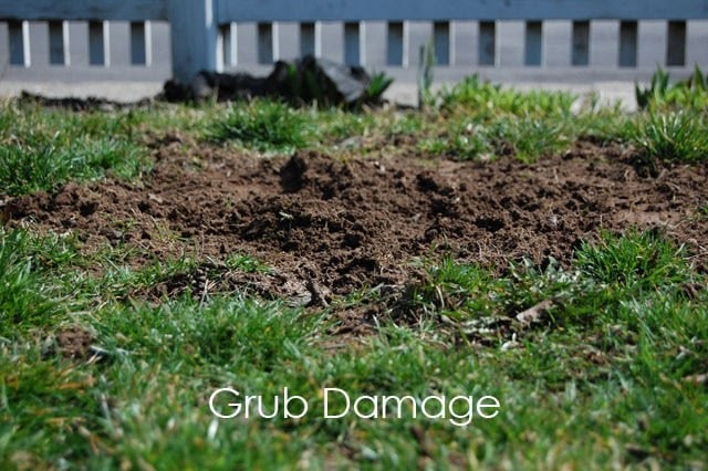 nematodes