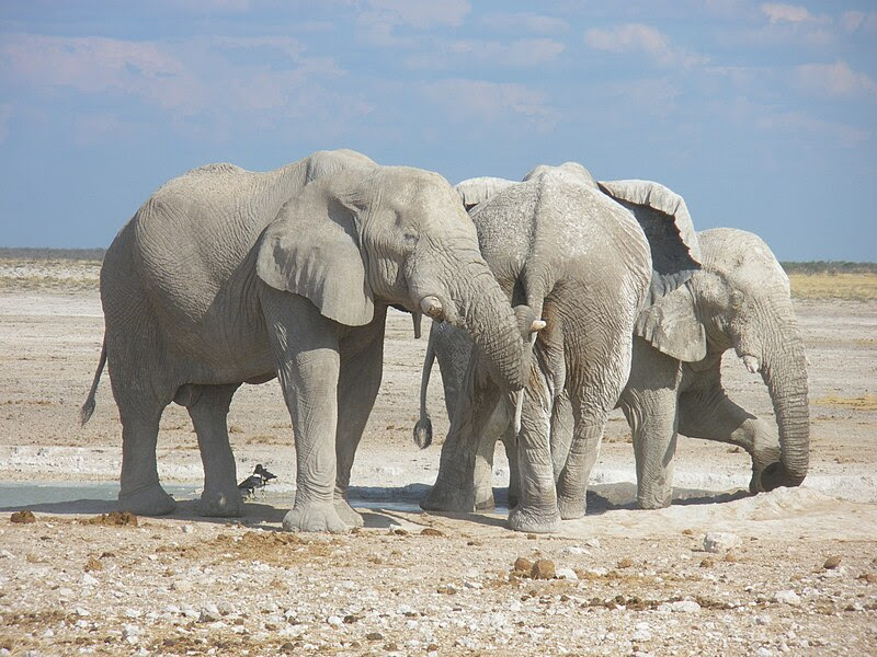 File:Elephants at Etosha National Park01.JPG