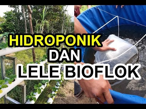 Budidaya Lele Sistem Bioflok