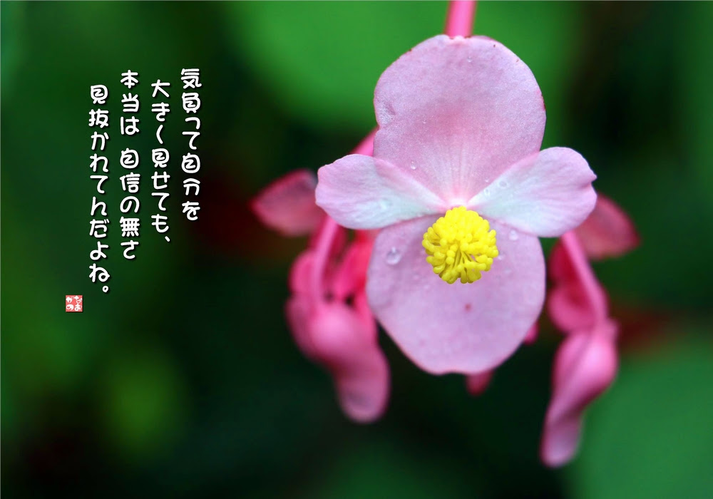 100 Epic Best秋海棠 花 言葉 すべての美しい花の画像