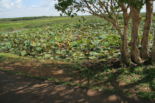 Crocodile spot Fogg Dam wall