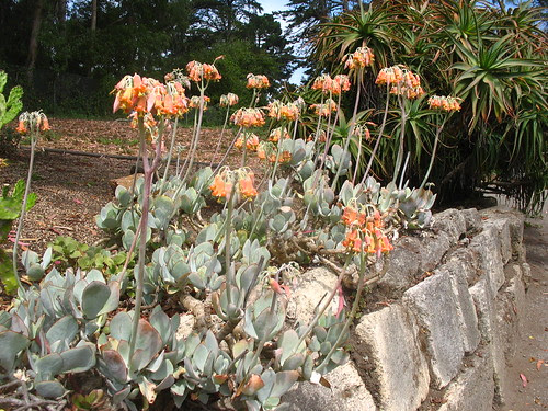 Cotyledon orbiculata