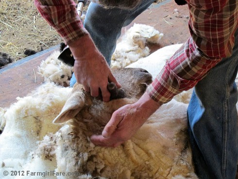 2012 Sheep shearing day 19 - FarmgirlFare.com