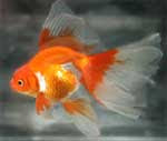 orange veiltail veiltail goldfish