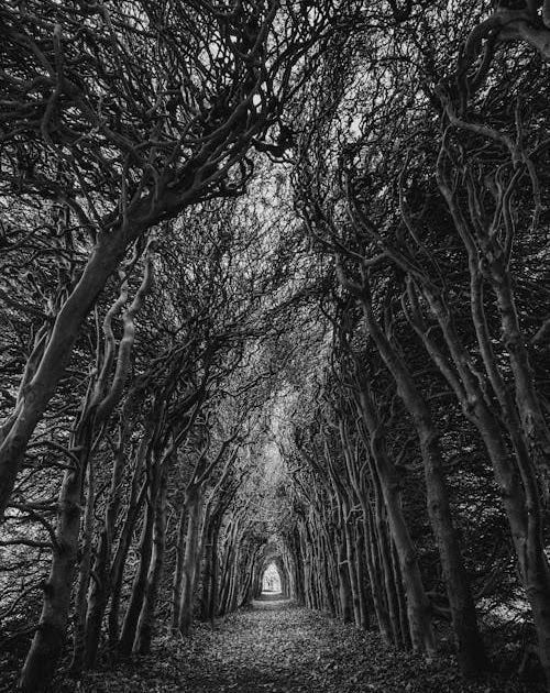 Black And White Screensaver Iphone - Images | Amashusho
