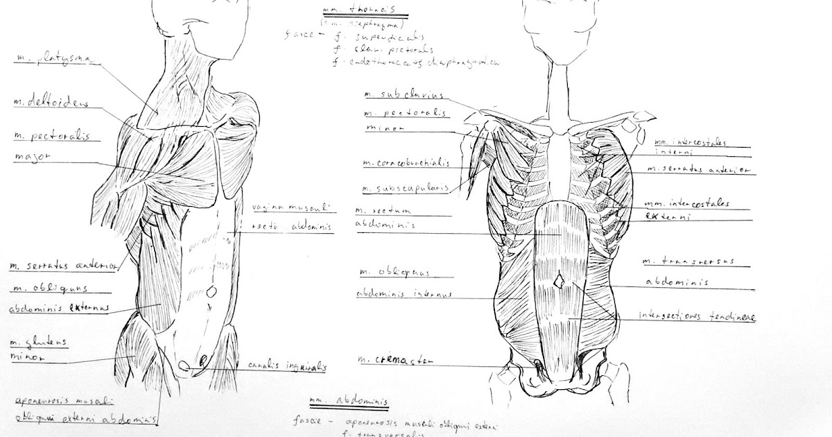 Torso Muscle Anatomy Labeled / Torso back A label.jpg (2874×2304
