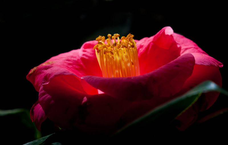 Photo & Video Sharing by SmugMug Photo & Video Sharing by SmugMug