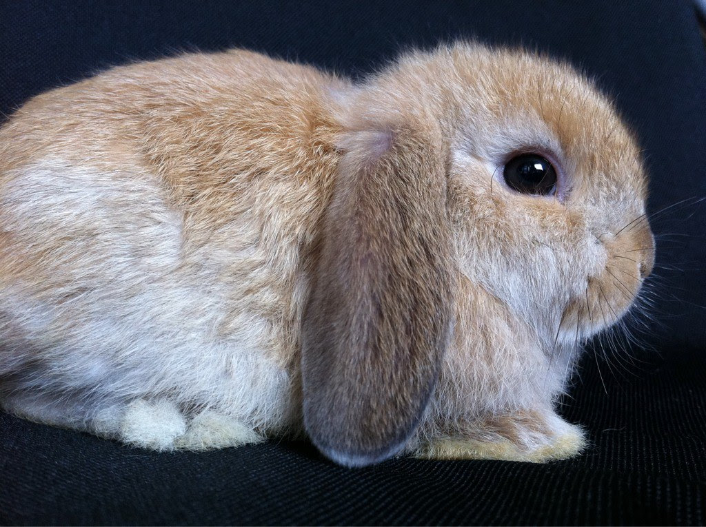 Rabbits for sale in Singapore!: (SOLD) 7weeks show prospect orange ...