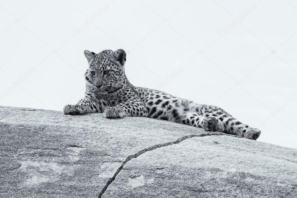 Resultado de imagen de fotografia artistica leopardo