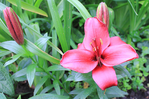 Oriental Lily Red