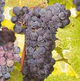 Buy Cynthiana Wine Grape - 3 Vines for 24.95