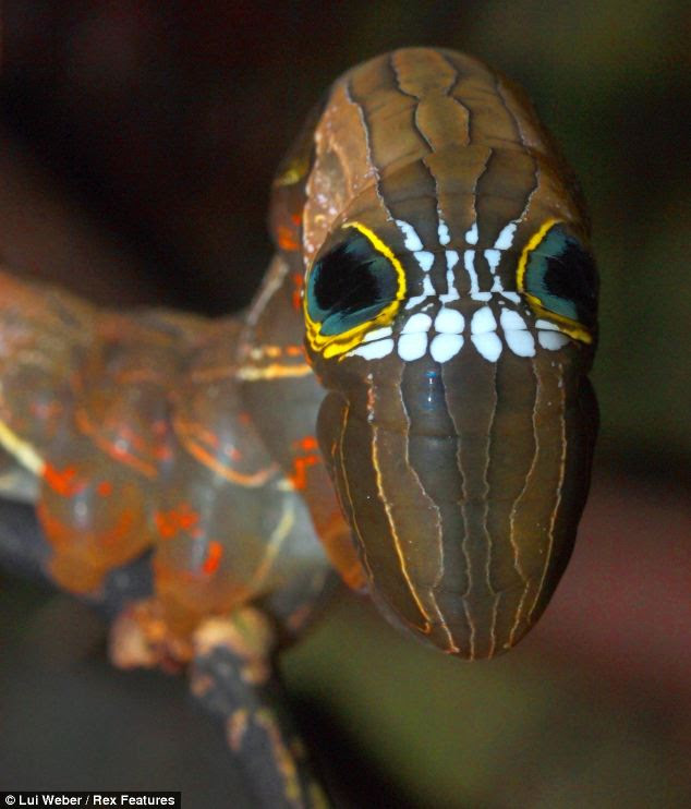 Hidden Unseen: The Larvae of the Pink Underwing Moth