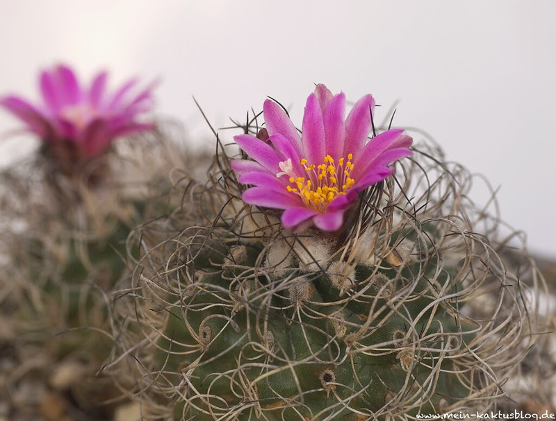 Turbinicarpus pseudomacrochele ssp. lausseri, Altamira, QUER.