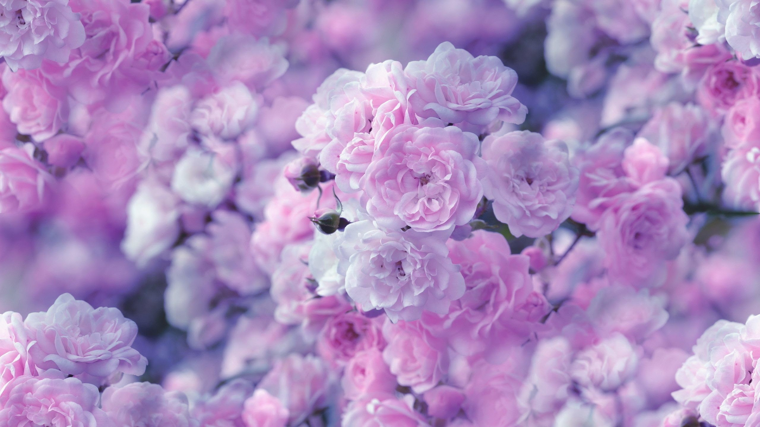 Purple Flowers Wallpapers (76+ images)