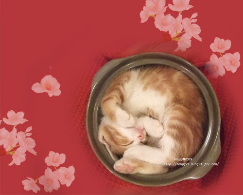 すべての花の画像 新鮮なねこ鍋 壁紙