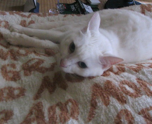 My parents cat, Pucci.