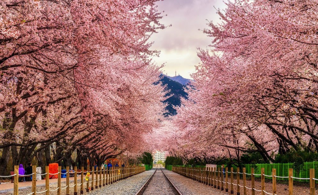 Selfie Taman Sakura Tempat Wisata Yang Hits Dan Indah