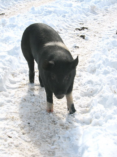 #51 - Is that smoked pig parts you've got in that box there...