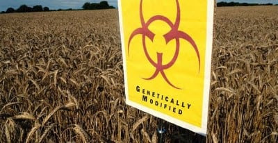 Monsanto-Launches-Damage-Control-Over-GMO-Cancer-Study