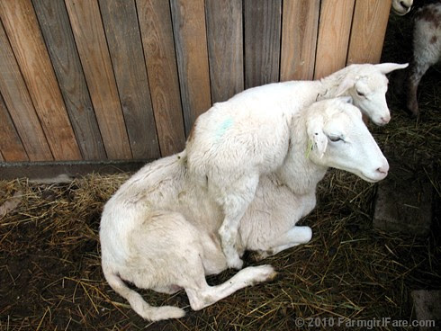 Ava and her twin ewe lamb