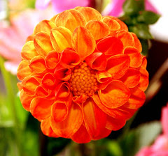 pion
