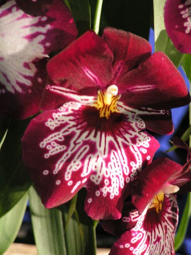 orchids9