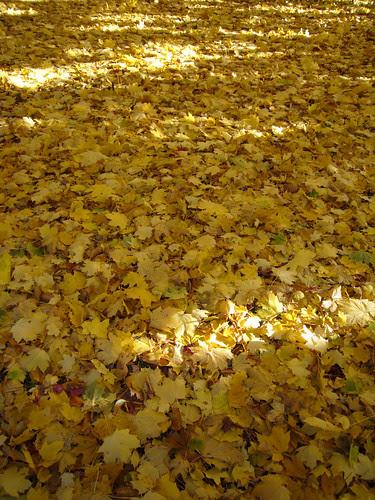gold snow