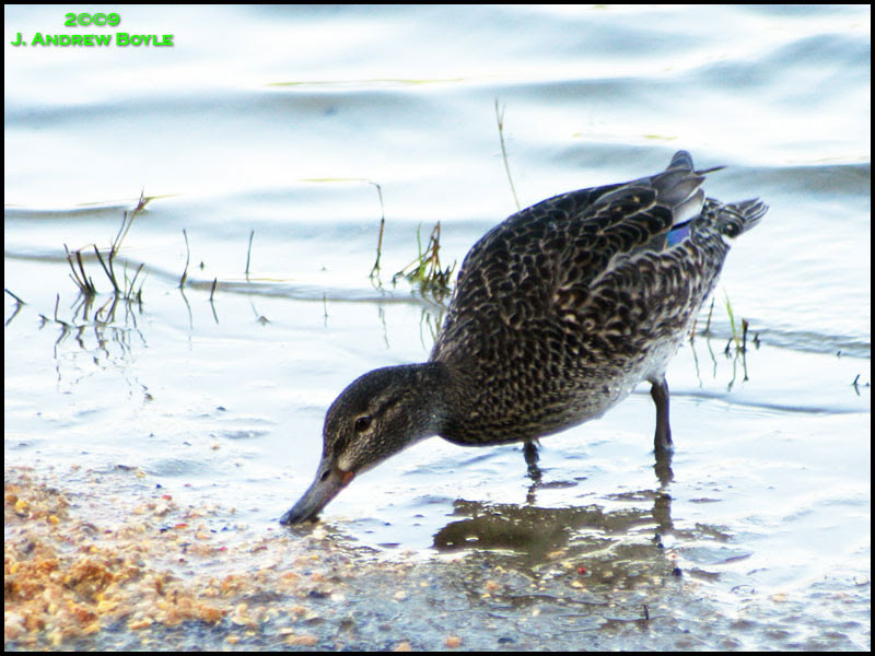 Green-winged Teal