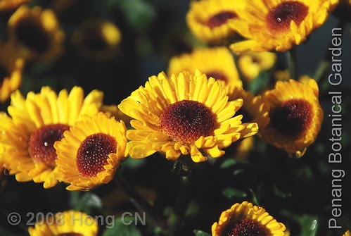 botanic_garden4