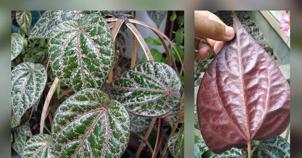 Berikut cara menanam bawang merah yang bagus (Lengkap Penjelasannya