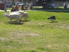 sheepherding_bordercollie