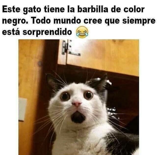 Memes Divertidos Memes Del Gato Llorando