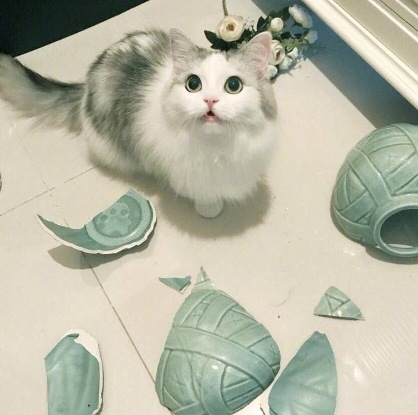 最高の猫花瓶 インスピレーションを与える名言