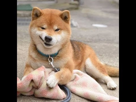 トップ100 面白い 可愛い 面白い 犬 の 画像 インスピレーションを与える名言