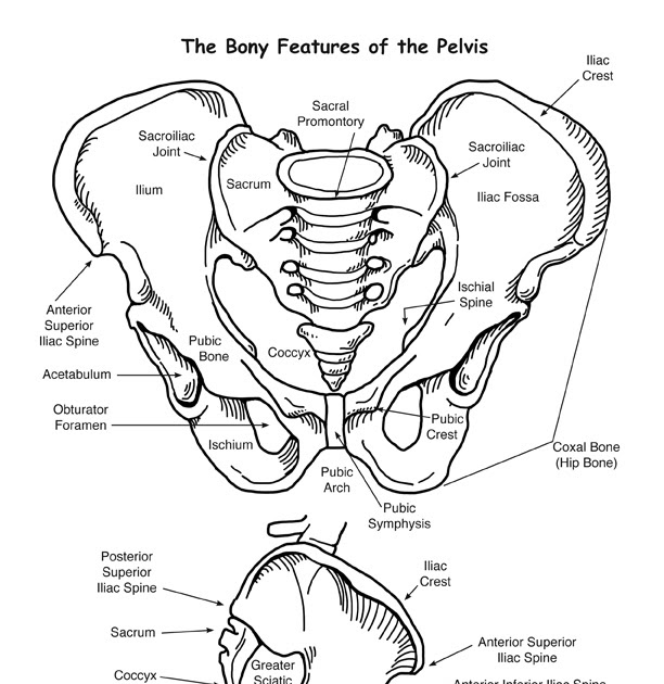 Anatomy Pelvic Girdle Bones - Pelvic Girdle labeled - HUMAN ANATOMY WEB