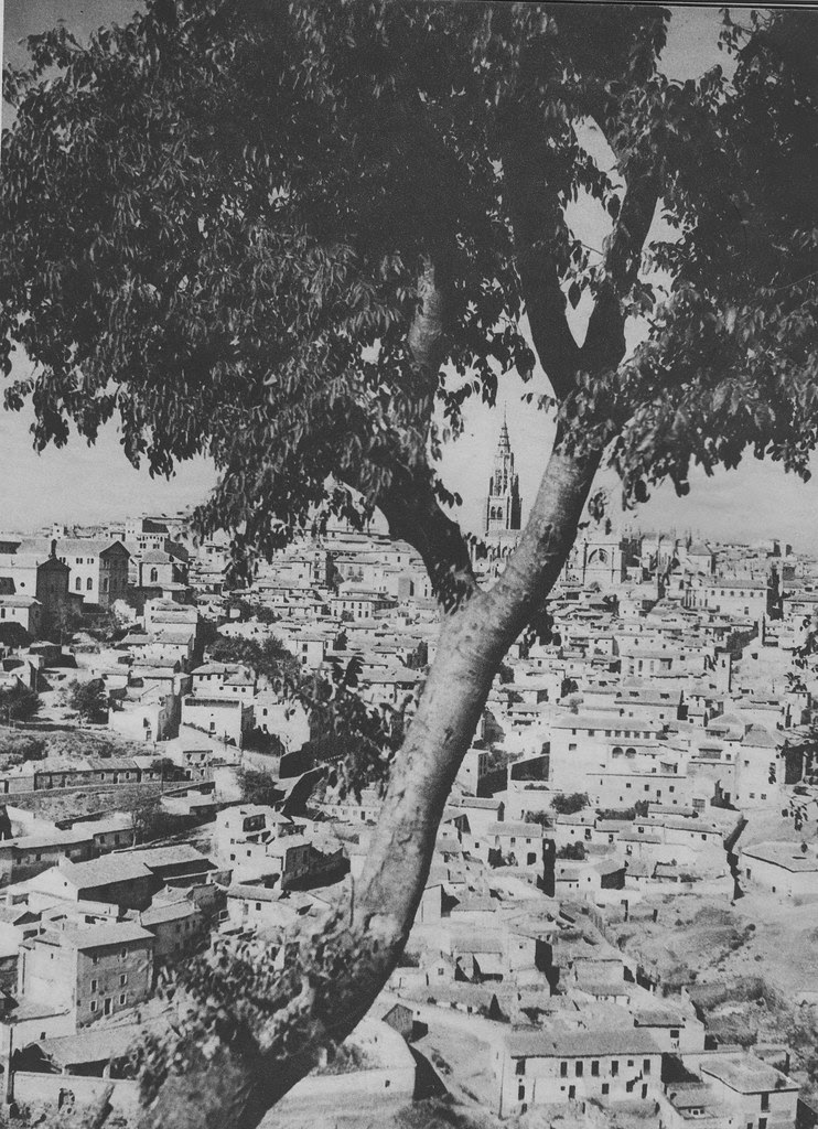 Enorme almez de la ermita del Valle a principios del siglo XX