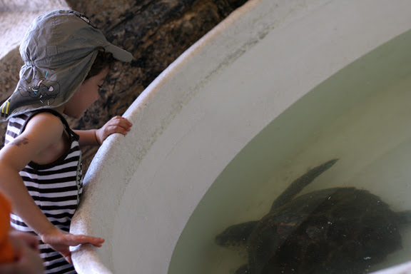 aquarium turtle