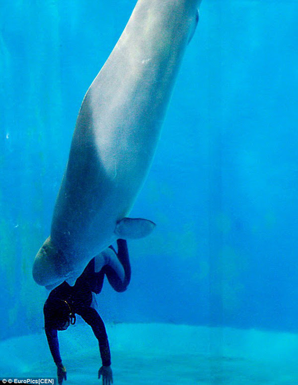 beluga whale saves diver
