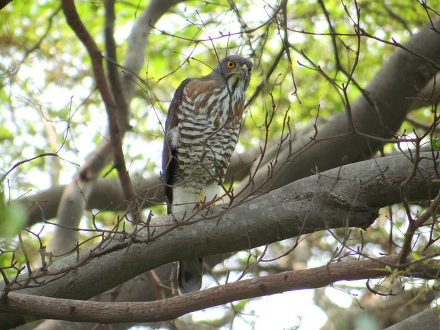 鳳頭蒼鷹/無限台南