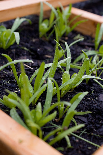 spinach
