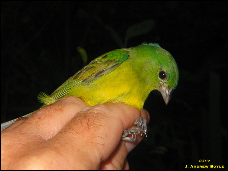 Painted Bunting Painted Bunting
