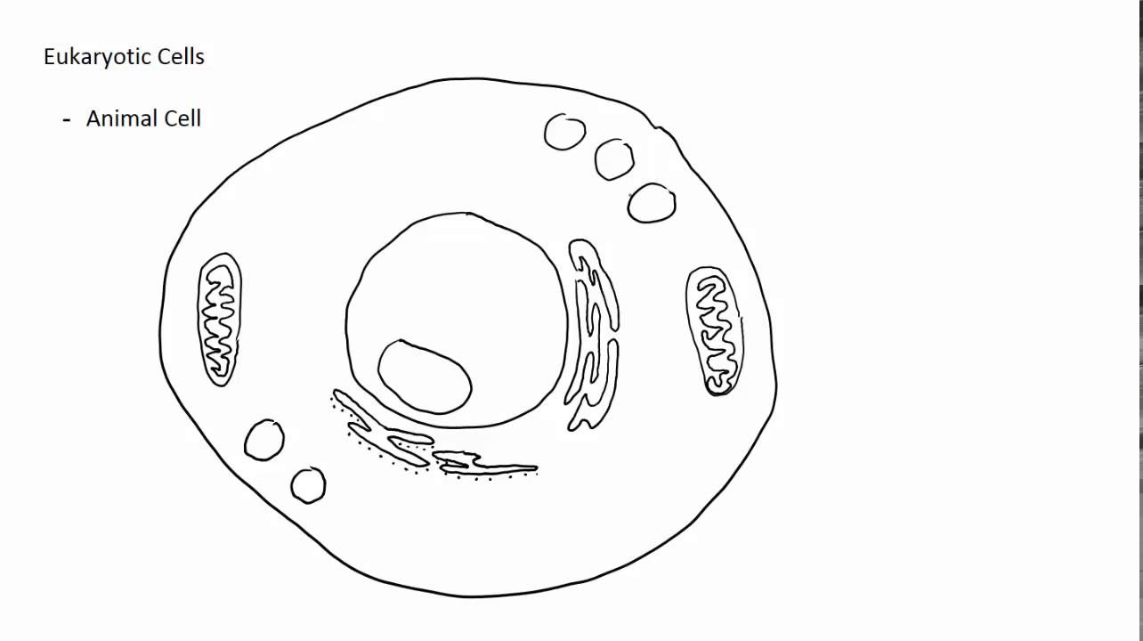 Simple Animal Cell Drawing / File:Simple diagram of animal cell (blank