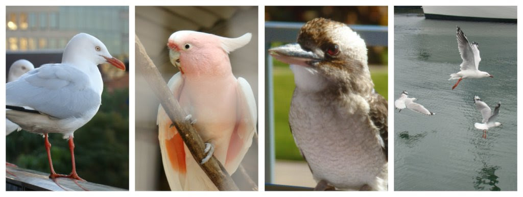 pajaros
