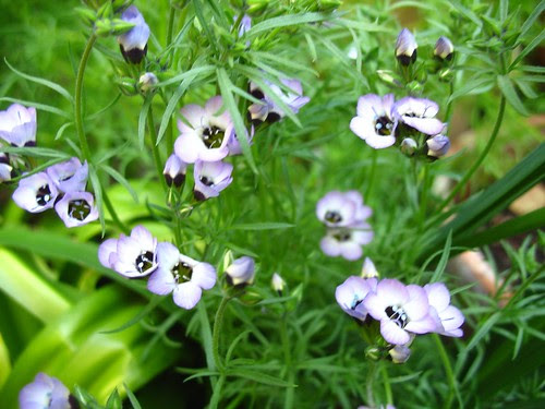 Gilia tricolor