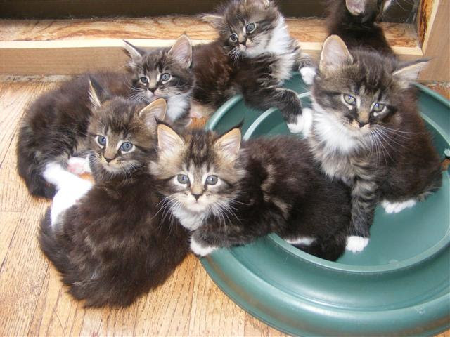 Maine Coon Kittens For Sale Near Me Petfinder